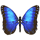 nufaralb